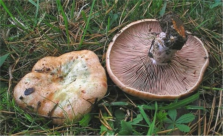 Cultura gastronòmica i alimentària "Bolets"